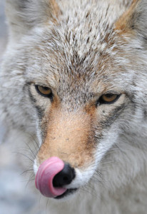 coyote-licking-nose
